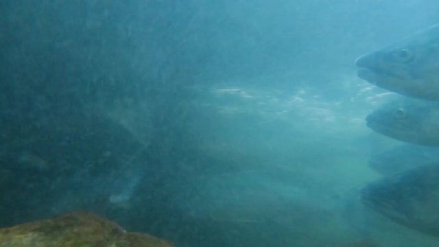 Underwater; side view of Sockeye (Red) Salmon swimming upstream to spawn in Bear Lake near Seward Alaska