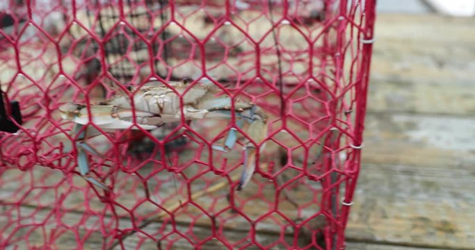 Blue crab caught in red crab trap on boat dock, showing claws and pinchers.