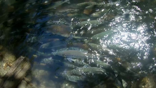 Above water view of a school of Sockeye (Red) Salmon swimming upstream to spawn at Bear Lake near Seward, Alaska