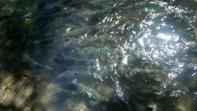 Above water view a school of Sockeye (Red) Salmon queuing to go through a culvert in creek in order to swim upstream to spawn at Bear Lake near Seward, Alaska
