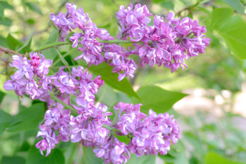 Lilac shrub flower blooming in spring garden. Common lilac Syringa vulgaris bush