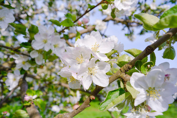Close up Apple tree branch with white flowers
