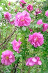 Pink Dogrose, Briar eglantine flowers. Wild Rose hips closeup
