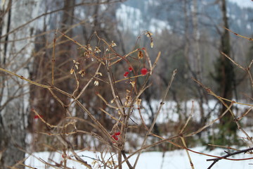  rowan berries