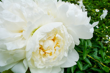 Close up beautiful blooming white peony in garden. Fluffy white peon petals