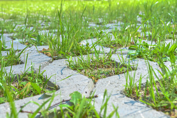 Background of eco floor bricks and green grass. Macro view of eco parking