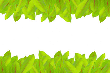 Green leaf on white background with copy space
