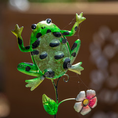 green frog
