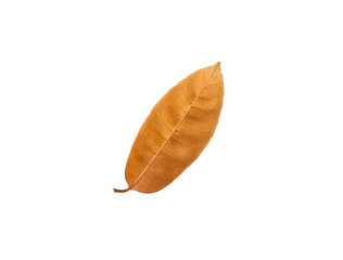 Brown leaves in isolated,Brown leaves in isolated,clipping path