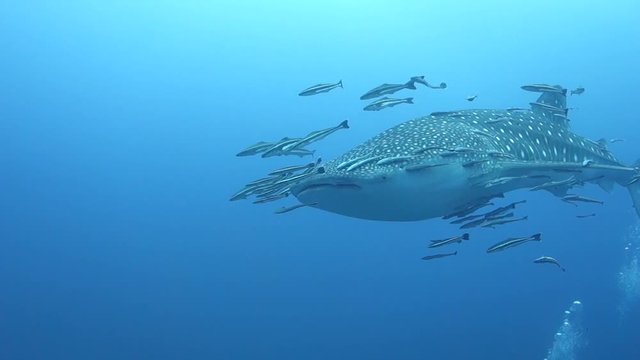Whale shark with a large community of remoras moves slowly and gracefully through the blue ocean.