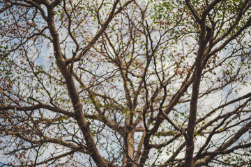 Branches tree without leaves on the blue sky 