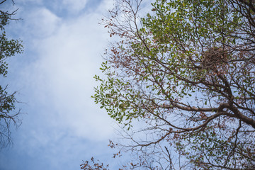 Branches tree without leaves on the blue sky 