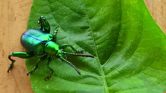 Macro video jewel beetle on leaf shiny coloful insect
