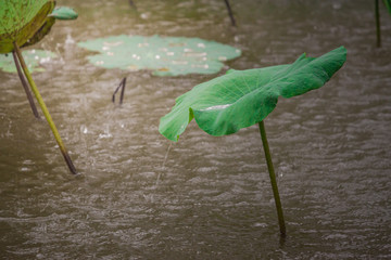 Water pouring down from the green lotus leaf when the wind blows during heavy rain in a pond.