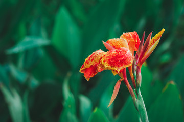 Closeup red Canna lilly (Canna indica) flower with blurred green leaves in background. Copy space wallpaper.