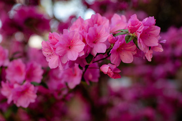 Blooming Azaleas