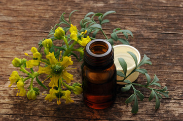 Ruta graveolens ft7111_1946 Common rue