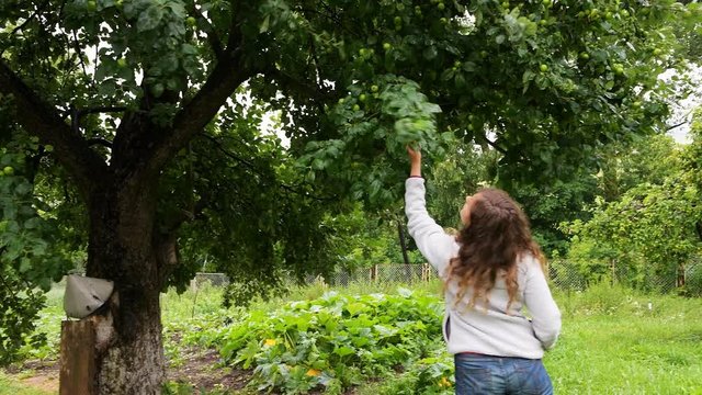 Young woman gardening checking on apple tree, malva flowers and red currant berries on plant bush in Russia or Ukraine garden dacha farm garden