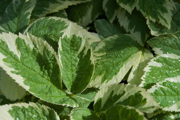 macro green leaves with White outlines