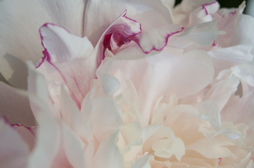macro gentle white peony petals