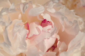 macro gentle white peony petals