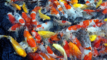 koi fish in the pond