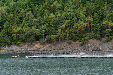 Fish farm in the Salish Sea, floating pens close to a rocky, forest covered coastline