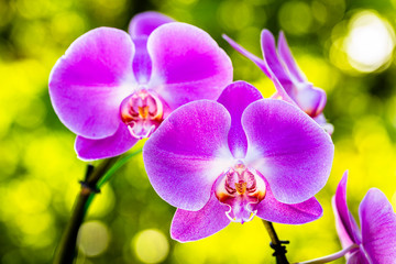 Fototapeta na wymiar Purple Orchid Flower