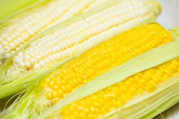 White and Yellow Corn on the white background