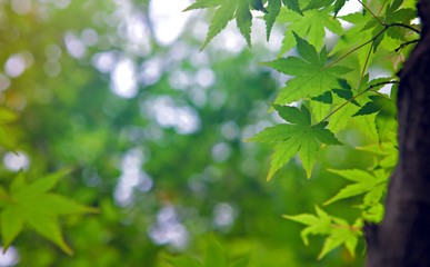 Fototapeta na wymiar Green tree leaf in nature
