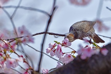 桜の花の蜜を吸うヒヨドリ