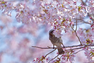 桜の花の蜜を吸うヒヨドリ
