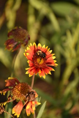 bee on yellow flower