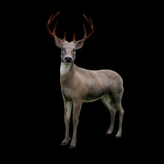 cute white tailed deer looking at camera, isolated on black background