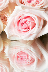 Pink roses isolated. Flower background wallpaper on wedding day.  