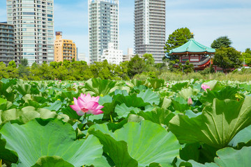 The lotus flowers on the pond of Ueno park