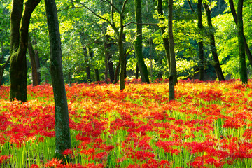 Fields of Spider Lily flowers in Kinchakuda