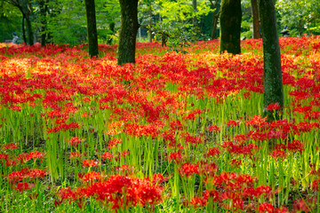 Fields of Spider Lily flowers in Kinchakuda