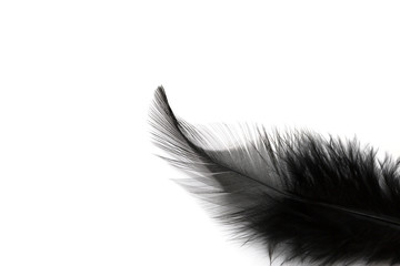 Black feather isolated on white