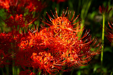 Fields of Spider Lily flowers in Kinchakuda
