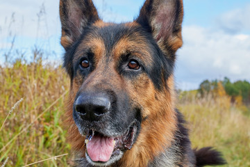 Dog German Shepherd outdoors in an autumn day