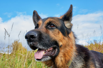 Dog German Shepherd outdoors in an autumn day