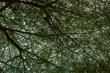 Green leaf