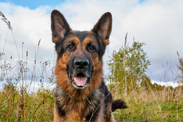 Dog German Shepherd outdoors in an autumn day