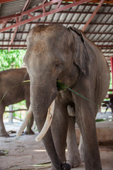 Naklejka premium Thai elephant closeup.