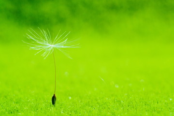 Lone blowball seed on a bright green background. Macro. 