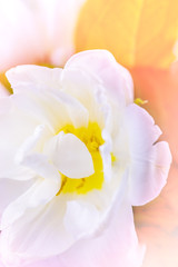Beautiful bouquet of pink tulips with orange leaves and other decorative flowers close up.