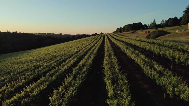 Aerial footage in a vineyard sunset.