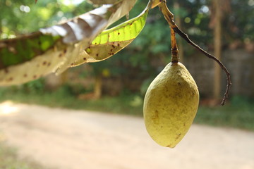 mango fruits Mangifera foetida Lour on table