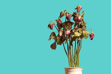 Rose withered dead In white ceramic pots On a green background.soft focus.